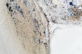 Reliable Charleston, MO Mold Removal Solutions